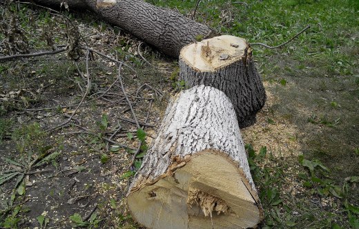 В Мордовии за рубку 19 деревьев в лесничестве задержаны двое местных жителей