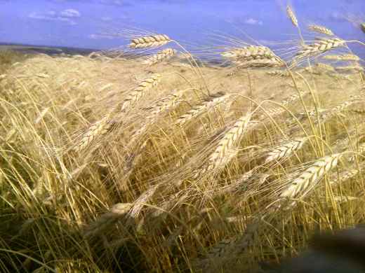 В Мордовии намолочено более 1 млн 200 тыс. тонн зерна