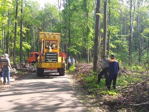 В Саранске лесопарк наконец очистят от поваленных ураганом деревьев