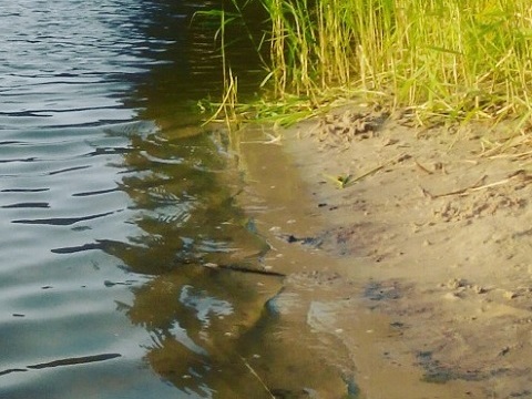 Житель поселка Ст. Самаевка найден мертвым в пруду