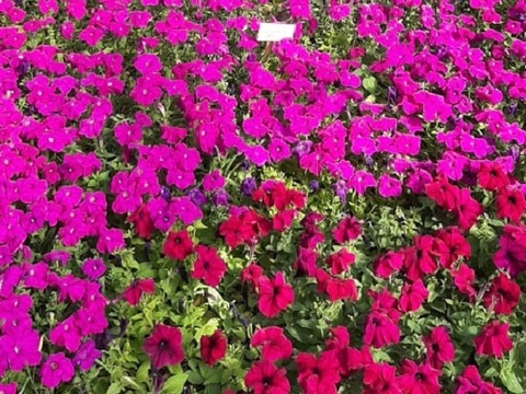 В Саранске планируют высадить около 760 тыс. цветов
