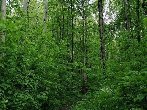 В Мордовии спасли женщину, заблудившуюся в лесу