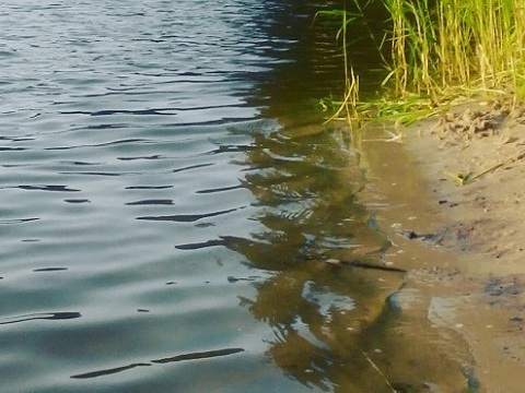 Водоемы Саранска подготовят к купальному сезону