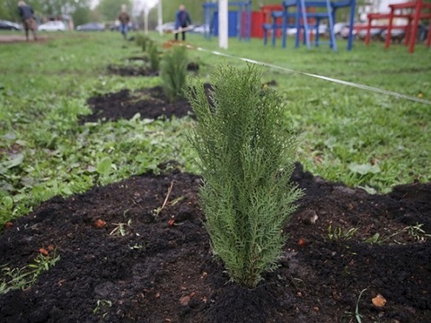 В Мордовии высадят более 28 тыс. деревьев в рамках акции 