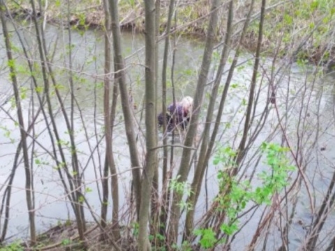 В Мордовии 88-летняя женщина чудом уцелела в русле реки