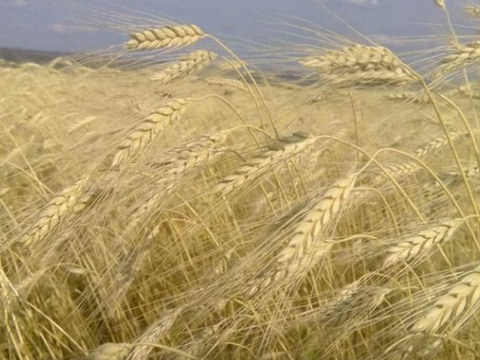 В Мордовии собран 1 миллион тонн зерна