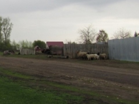 В Инсаре вынесен приговор укравшим овцу на шашлык местным жителям