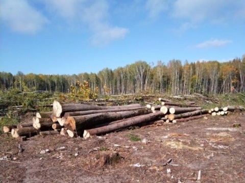 В Мордовии безработный мужчина незаконно срубил более 300 деревьев