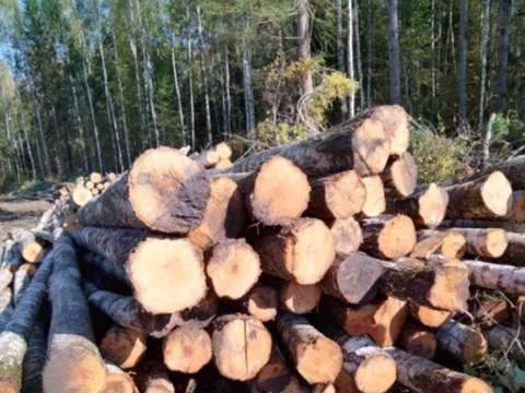 Срубив более 300 деревьев, житель Мордовии нанес ущерб в 950 тыс. рублей Минлесхозу