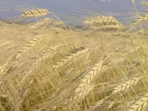 В Мордовии собрано более 1,9 млн тонн зерновых и зернобобовых культур
