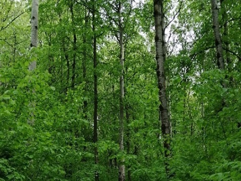 Продлено ограничение пребывания граждан в лесах Мордовии
