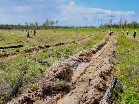 Двести тысяч деревьев в Мордовии посадили волонтеры Движения «ЭКА»