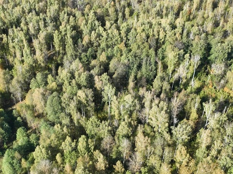 С 29 мая по 3 июня в Мордовии ожидается высокая пожарная опасность лесов 