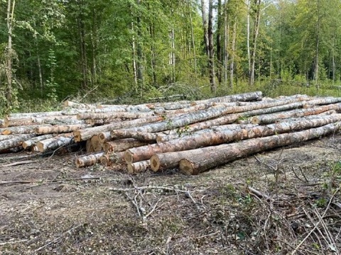 Трое жителей региона обвиняются в незаконной рубке лесных насаждений в особо крупном размере