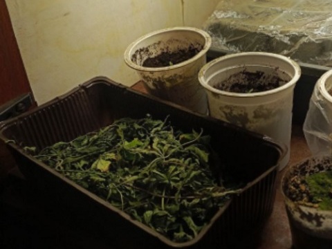 Житель Мордовии продолжил выращивать коноплю на продажу, несмотря на условный срок 