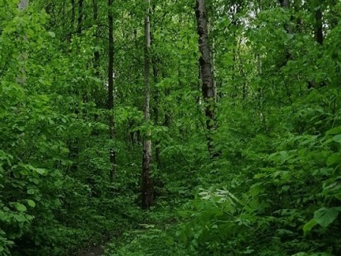 В Мордовии сохранится высокая пожарная опасность лесов 