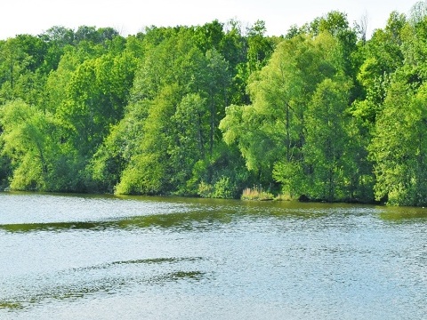 На четырех водоемах Саранска купание запрещено