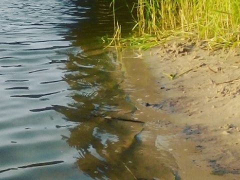 На Луховском пруду г.о.Саранск утонул молодой мужчина 