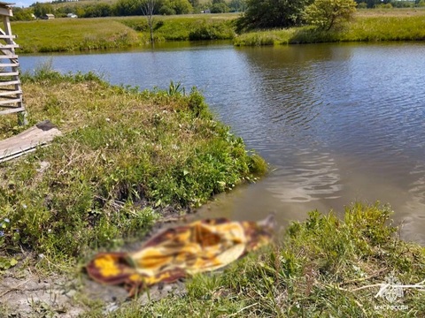 Десятая гибель на воде в Мордовии: 45-летний мужчина погиб в селе Русские Дубровки