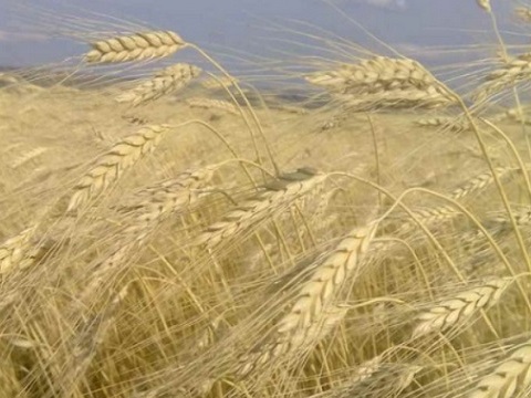 В Мордовии началась уборка зерна и зернобобовых 