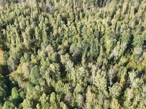 Чрезвычайная пожарная опасность лесов в Мордовии оценивается на уровне опасного явления