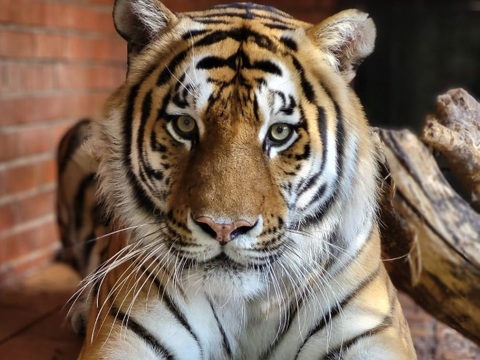 В Саранском зоопарке отметят международный День тигра 