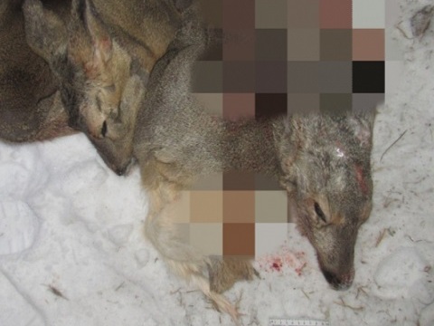 В Мордовии браконьер обронил карабин рядом с убитым краснокнижным животным 