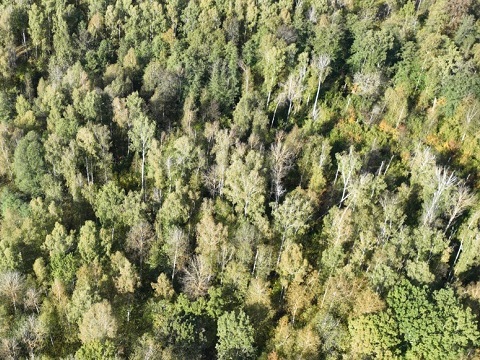 В трех районах Мордовии сохраняется пятый класс пожароопасности лесов