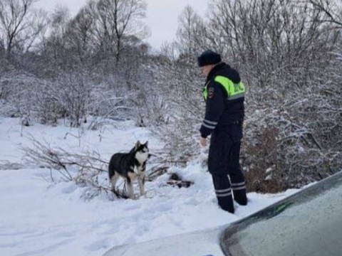 Спасенный сотрудниками ДПС в Мордовии хаски нашел новую семью