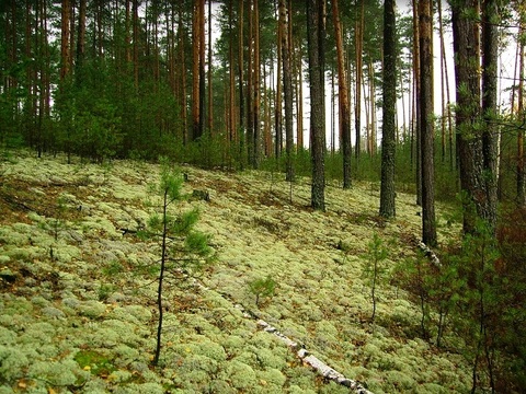 Национальный парк «Смольный» в Мордовии отметит 30-летие