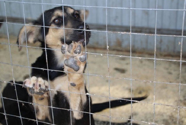 В Саранске прошла акция помощи бездомным животным 