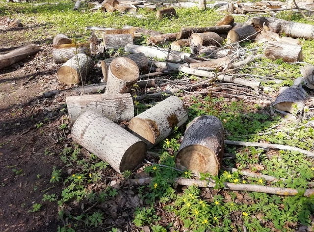 Жители Саранска могут взять на дрова поваленные ураганом деревья из Пролетарского парка