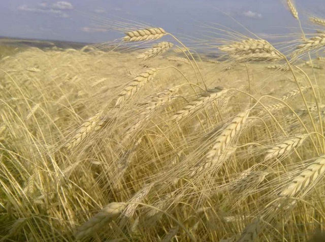 В Мордовии собран 1 миллион тонн зерна