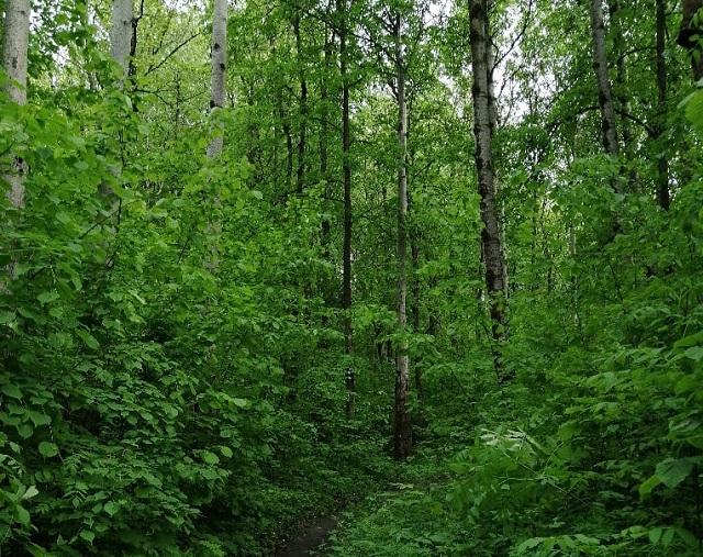 В Мордовии спасли женщину, заблудившуюся в лесу