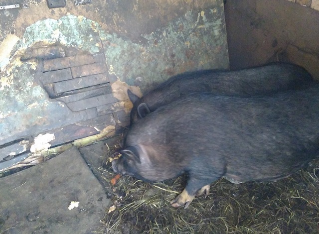 Жительница Мордовии кормит свиней 2 раза в неделю