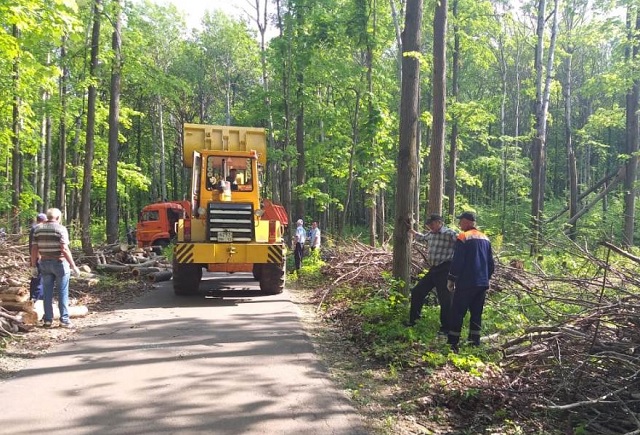 В Саранске лесопарк наконец очистят от поваленных ураганом деревьев