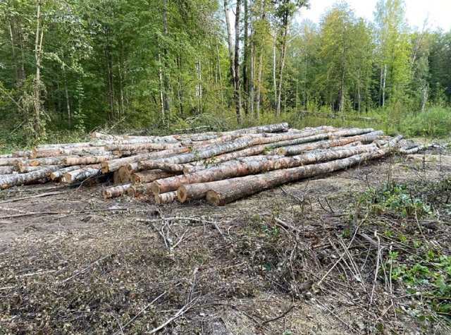 Трое жителей региона обвиняются в незаконной рубке лесных насаждений в особо крупном размере