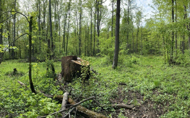 Житель Мордовии незаконно срубил семенной дуб, причинив ущерб в 1,1 млн рублей