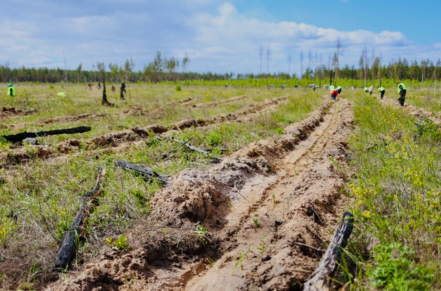 Двести тысяч деревьев в Мордовии посадили волонтеры Движения «ЭКА»