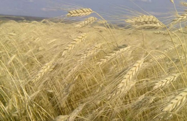В Мордовии собрано более 1,9 млн тонн зерновых и зернобобовых культур